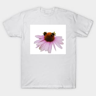 Echinacea Purpurea on White Background T-Shirt